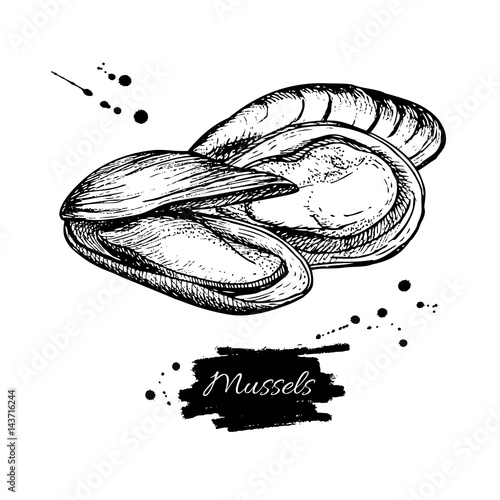 Mussel hand drawn vector illustration. Engraved style vintage seafood. Oyster sketch.