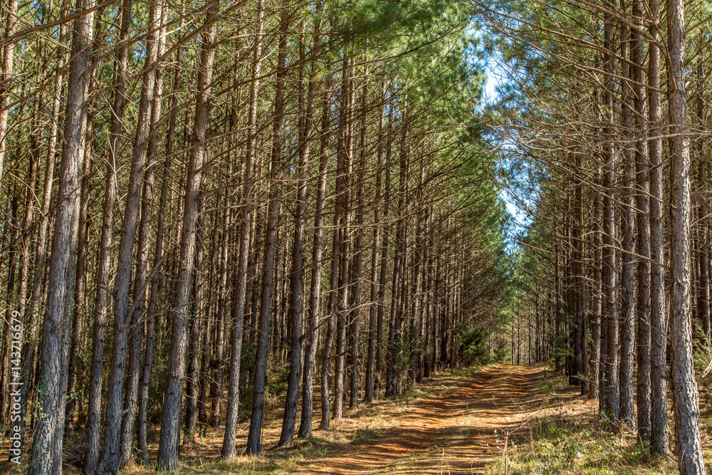 Fototapeta premium Deep South Pine Woods