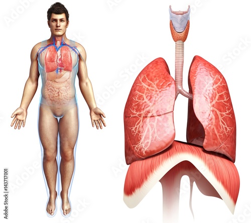 Lung and diaphragm anatomy, illustration