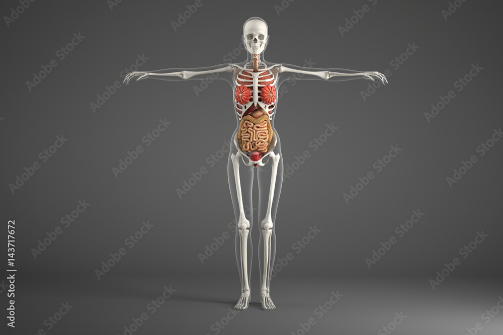 Female internal organs Female internal organs