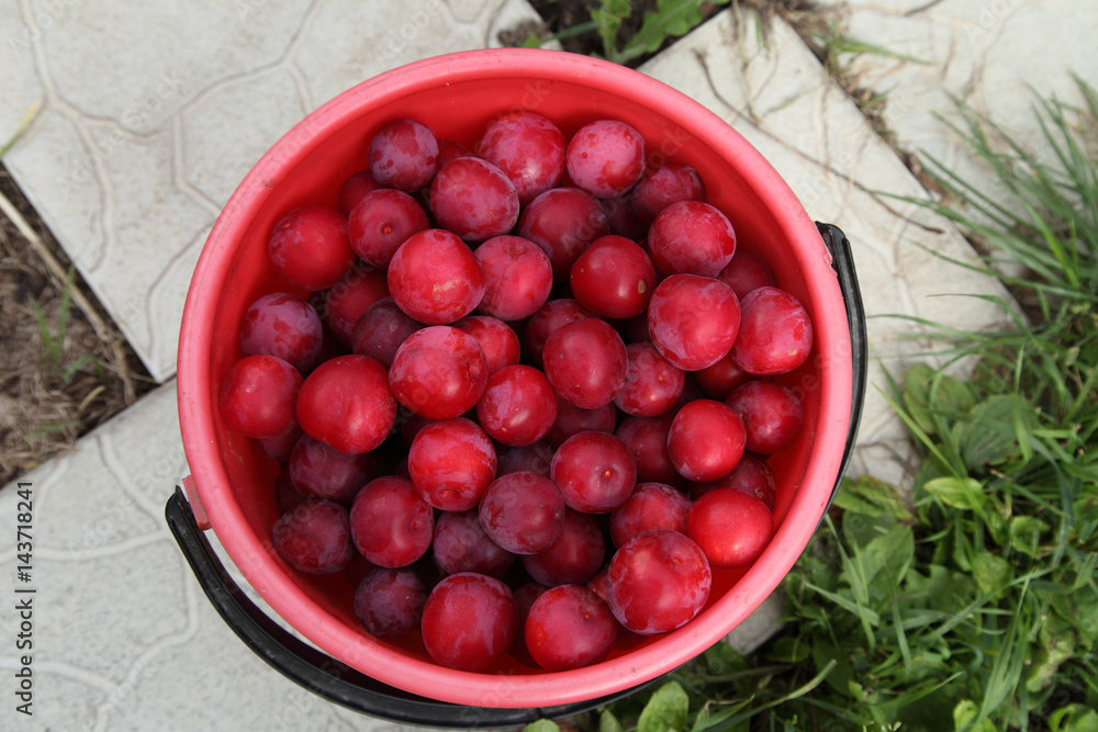 Plums of red are poured into a bucket. Harvesting in autumn. Plums of red are poured into a bucket. Harvesting in autumn.