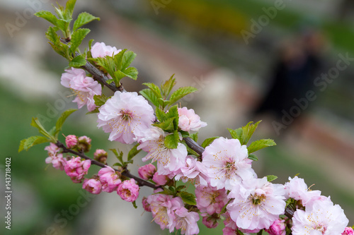  Cherry blossoms. Gently pink sakura flowers.