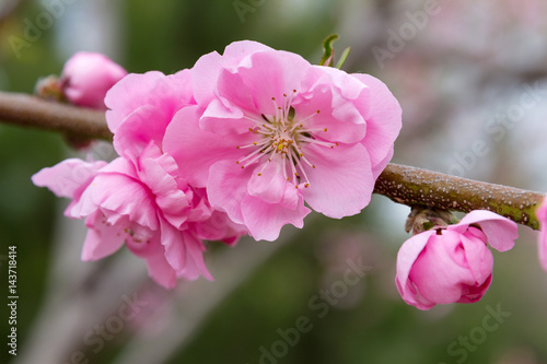 Delicate pink peach flowers. Flowering of fruit trees.