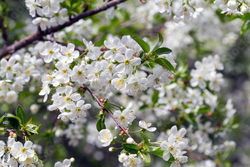 Delicate white cherry flowers. Flowering of fruit trees.

