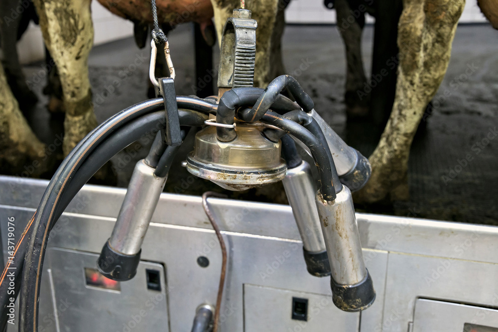 Milking automatic machine on a dairy farm. Milking automatic machine on a dairy farm.