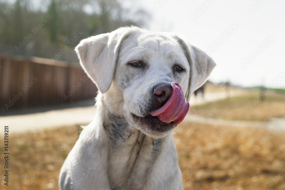 Süßer Labrador Retriever Hund Welpe schleckt sich mit der Zunge übers Maul
