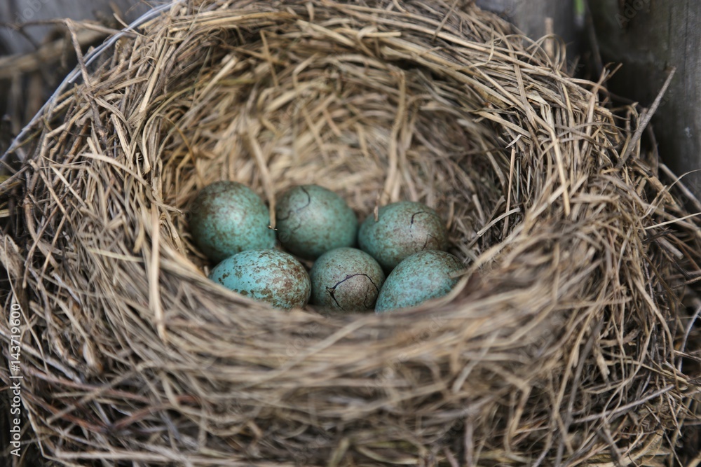 nest with blue big eggs in a speck nest with blue big eggs in a speck