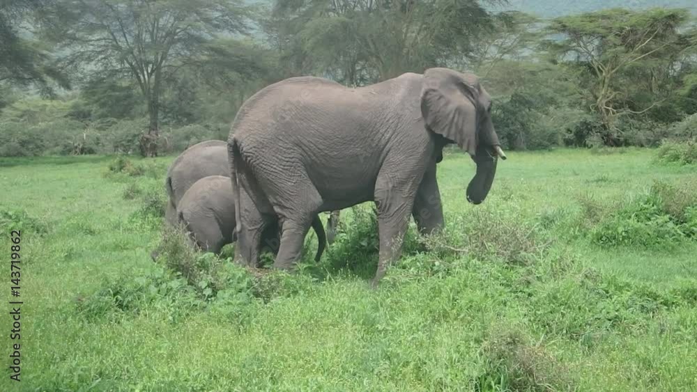 Elephants with youth, Ngorongoro Crater, Tanzania Elephants with youth, Ngorongoro Crater, Tanzania