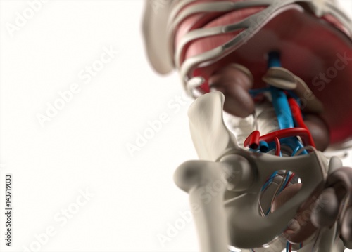 Anatomy body human. Spine, hip, abdomen and vascular system. Skeletal system. 3d illustration. photo