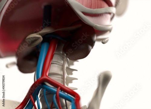Anatomy body human. Spine, abdomen and vascular system. Skeletal system. 3d illustration. photo