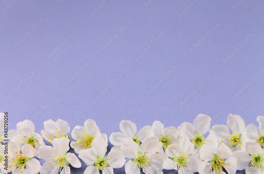 Spring cherry flowers on an lilac background