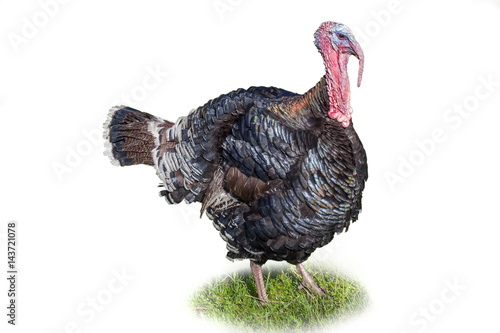 Turkey walking in the meadow, Poultry, isolated