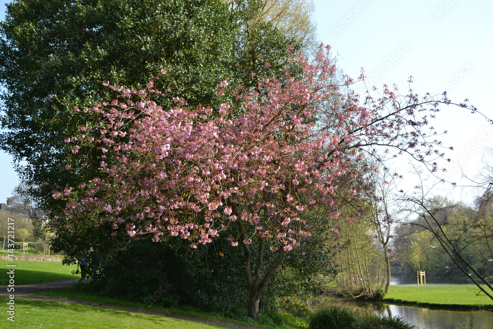 blossom tree