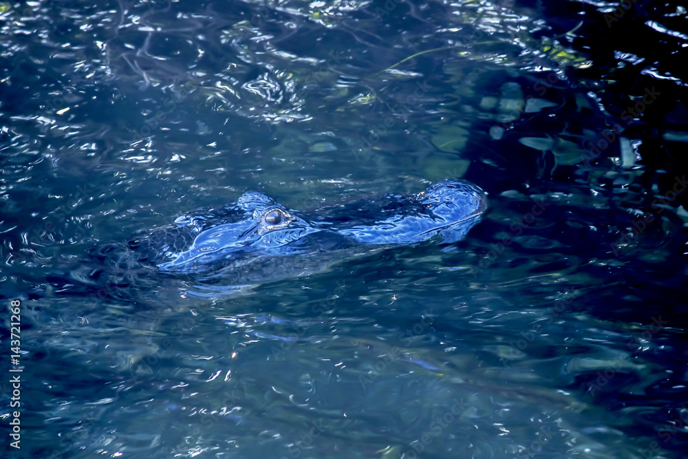 Fototapeta premium Aligator