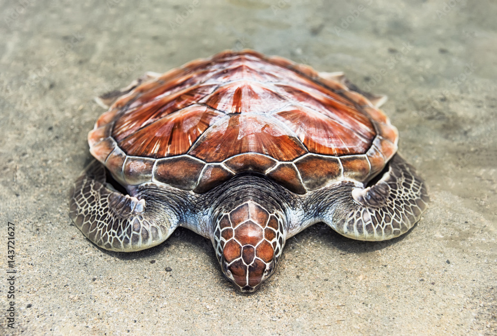 Obraz premium loggerhead the loggerhead sea turtle rests on the water's edge on the sand on the seashore
