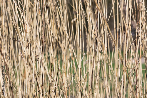 Background of yellow reed with selective focus