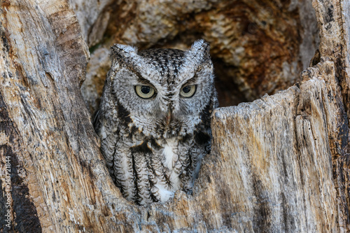 Eastern Screech Owl , Gray Morph