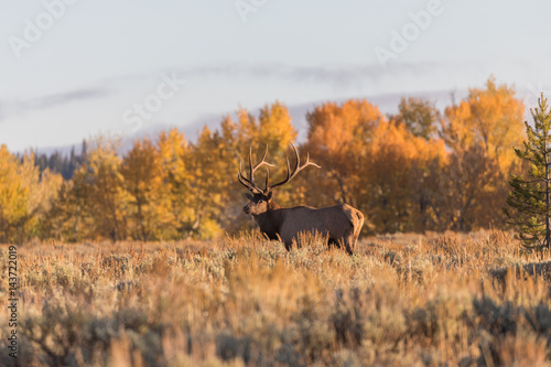 Bull Elk in Fall