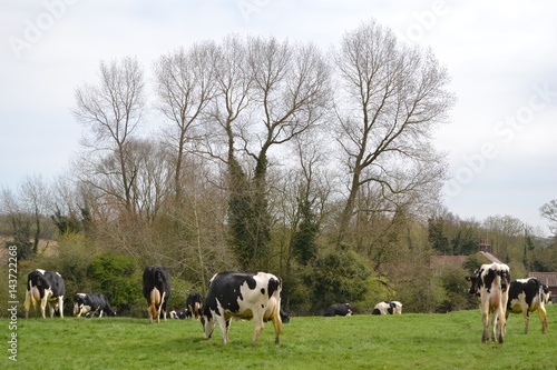 dairy cows grazing on a field 