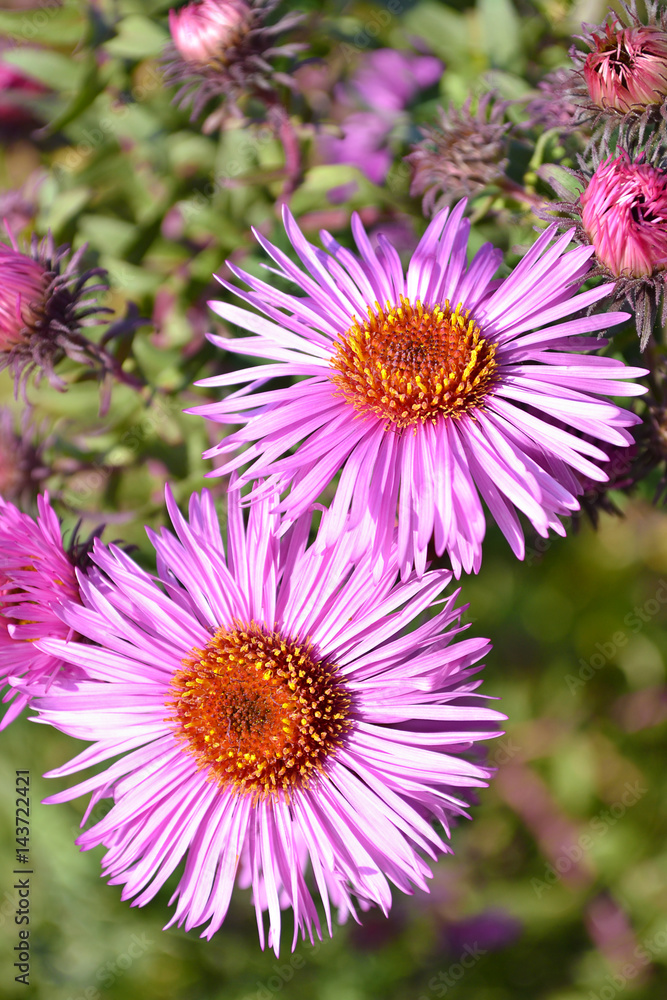 Flowering asters Austrian summer, top view. Selective focus Flowering asters Austrian summer, top view. Selective focus