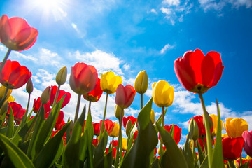 Wandcirkels Tulp Veelkleurige tulpen in bloemenveld  © Vitalinka