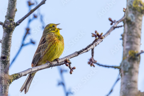 Yellowhammer (Emberiza citrinella) singing male on a spring tree, Ukraine