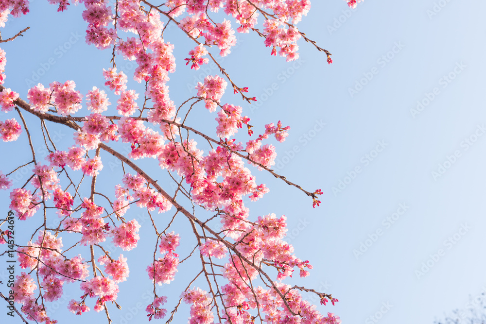 Cherry blossom - Kyoto Japan - Kawabata street Cherry blossom - Kyoto Japan - Kawabata street