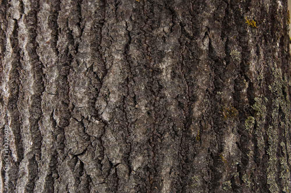 Aspen bark