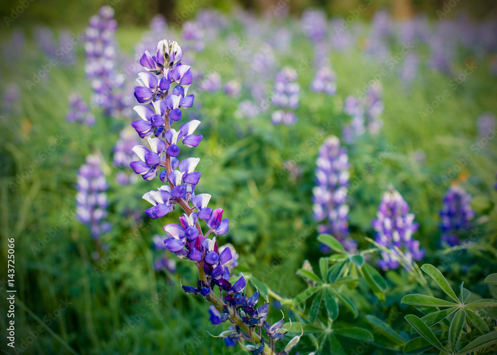 Obraz premium Selective focus on one lupinus plant bearing purple flowers in a field with other blooming lupens against green background, in California, USA, in the beginning of the spring.