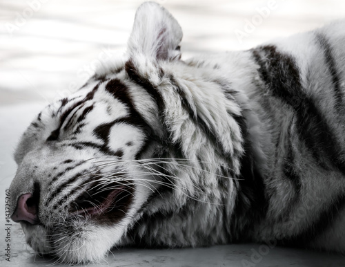 Fototapeta Naklejka Na Ścianę i Meble -  Sleeping white tiger