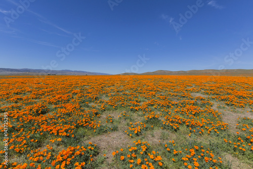 Poppy Wildflower Meadow nea...