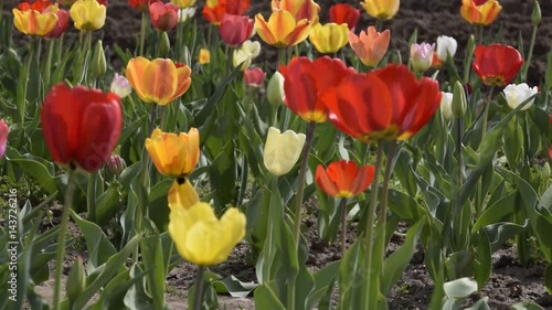 Wiese mit bunten Blumen