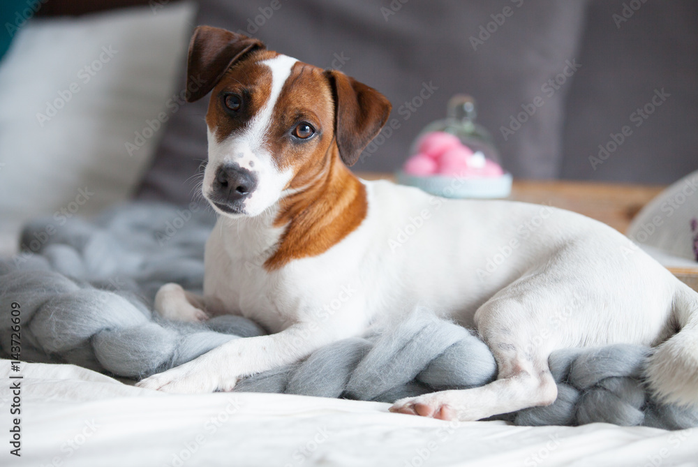 photo of dog, stand with marshmallows, branch of lavender and book on the board on the bed