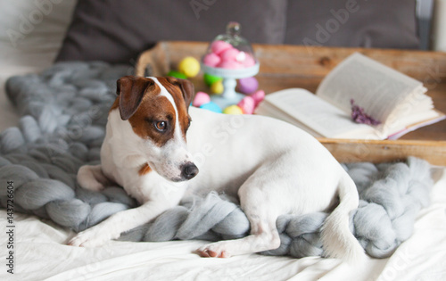 photo of dog, stand with marshmallows, branch of lavender and book on the board on the bed © Simonforstock