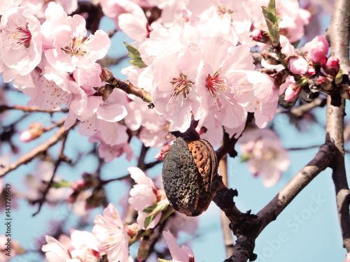 Almond tree