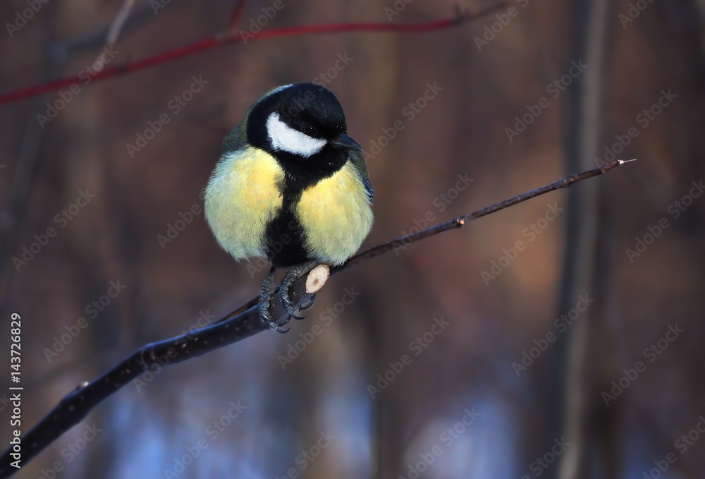 Fototapeta premium Tit sitting at the branch at the forest