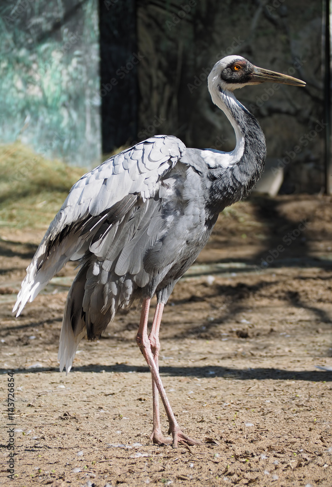 Fototapeta premium Stork thin and beautiful