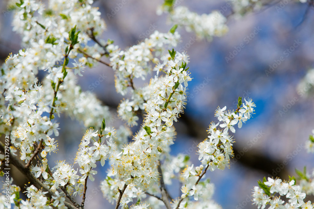photo of beautiful blooming Myrtaseae tree photo of beautiful blooming Myrtaseae tree