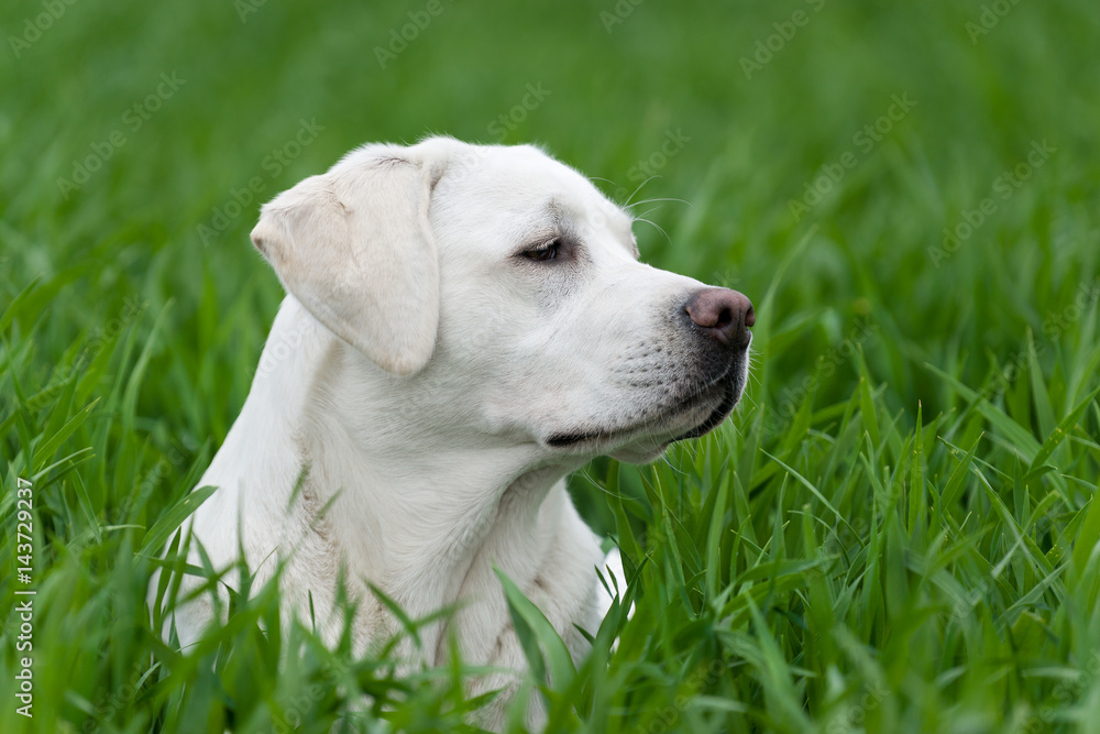 weißer labrador retriever hund welpe auf einer grünen wiese