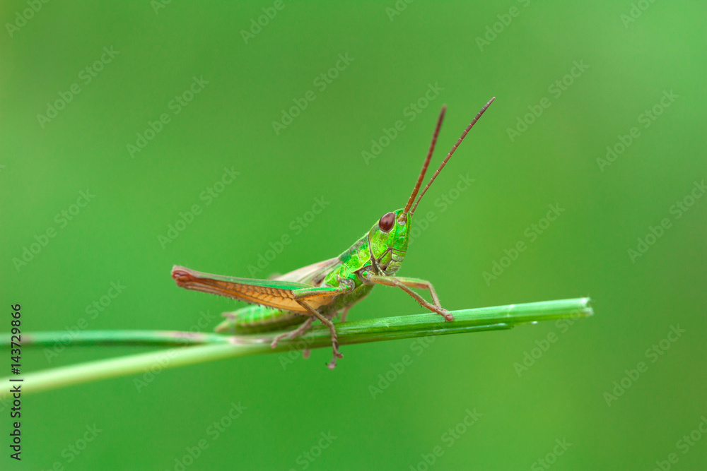 Grasshopper on the green blade of grass on a blurred background Grasshopper on the green blade of grass on a blurred background