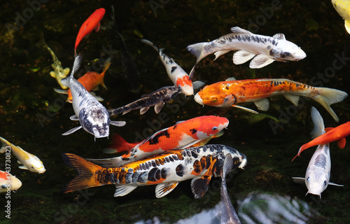 Obraz na plátně Colored carp koi