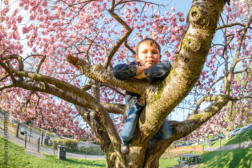 School boy on the blossoming tree photo