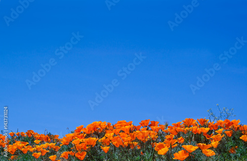 California poppies against a bright blue sky background