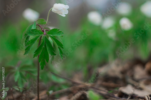 Первый цветок, подснежник
