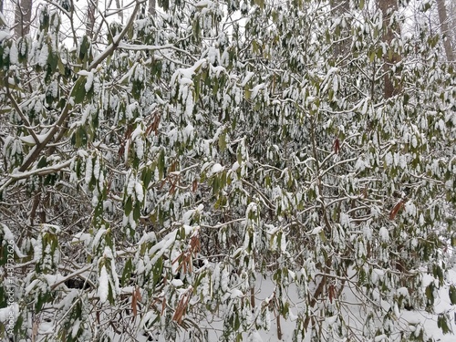 Snowy rhododendrons
