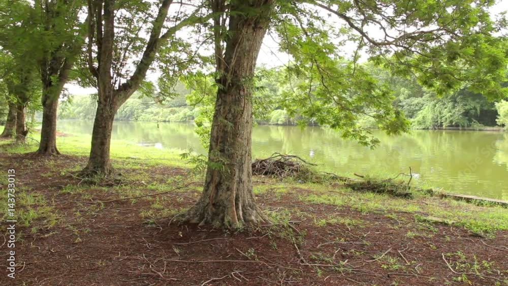 Beautiful forests in Thailand with spring-green life foliage basking in radiant sunlight Beautiful forests in Thailand with spring-green life foliage basking in radiant sunlight