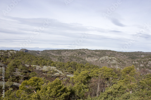 Forest landscape in southern Norway.