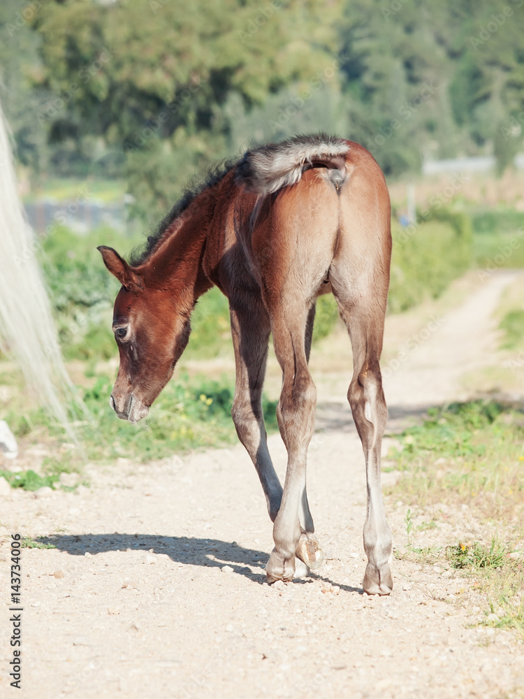 Fototapeta premium bay arabian little foal . Israel