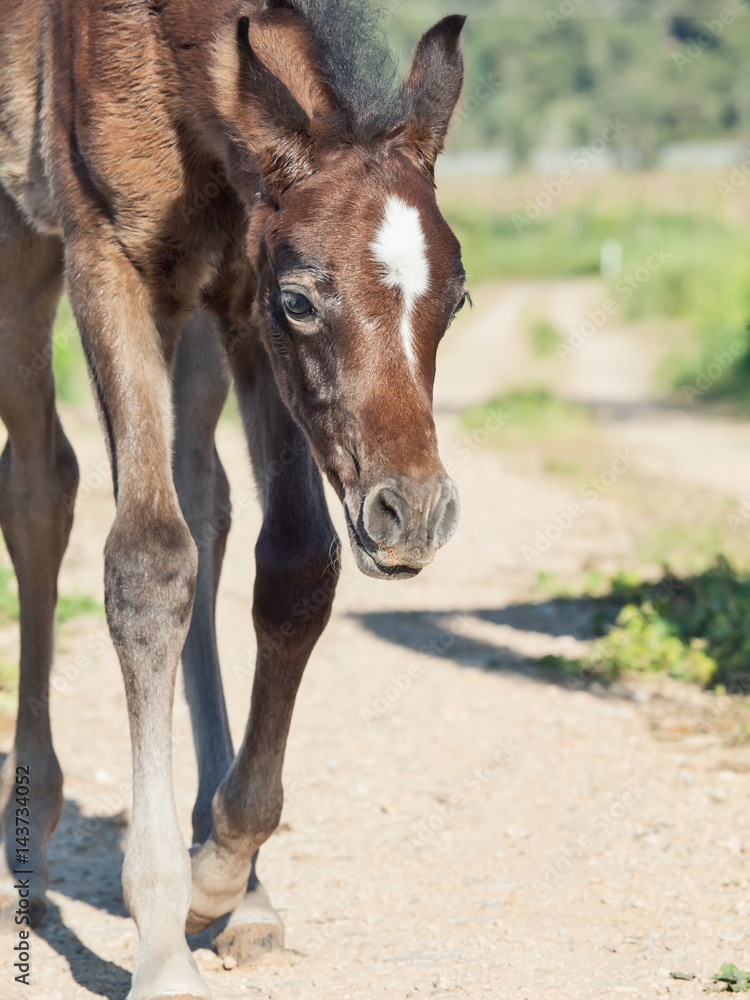 portrait of arabian little foal. Israel portrait of arabian little foal. Israel