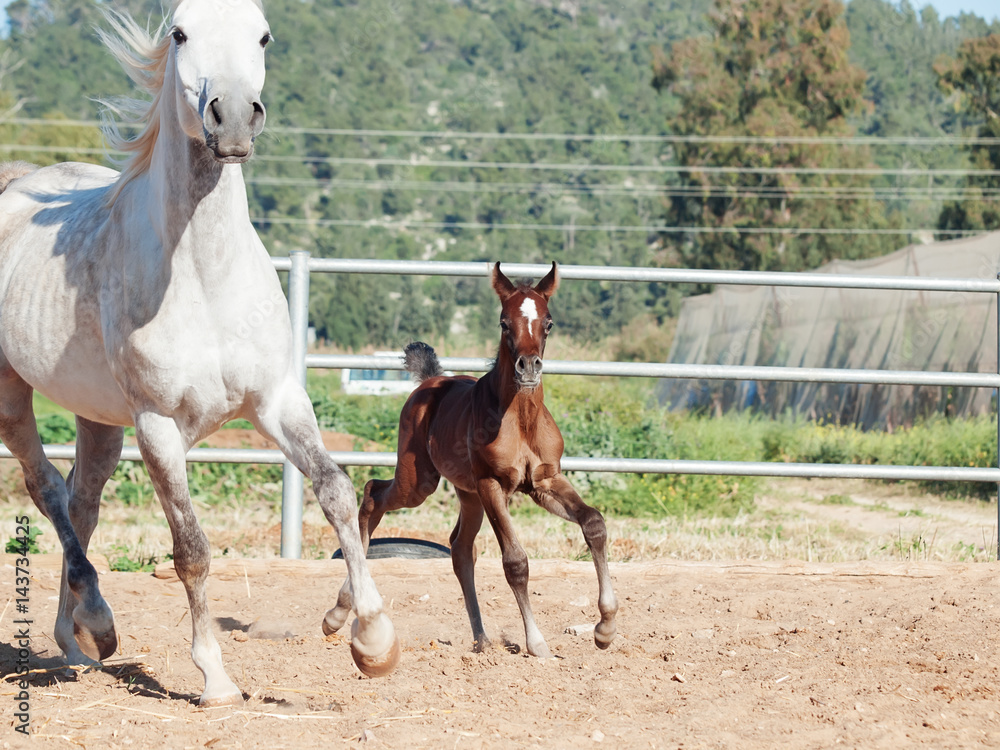 Fototapeta premium running arabian little foal with mom. Israel